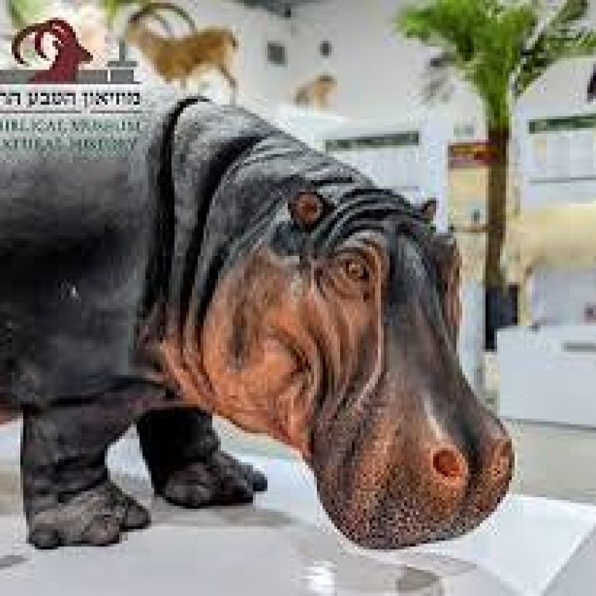 הורדה-9